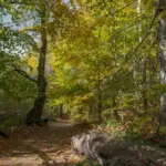 Los colores del otoño en el Montseny