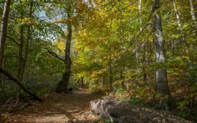 Els colors de la tardor al Montseny