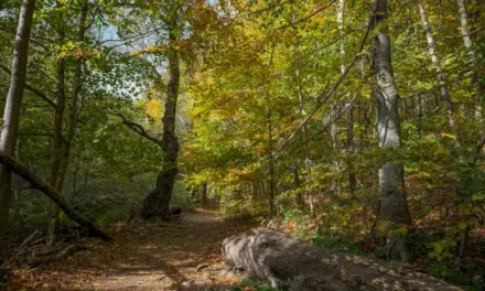 The Colors of Autumn in Montseny