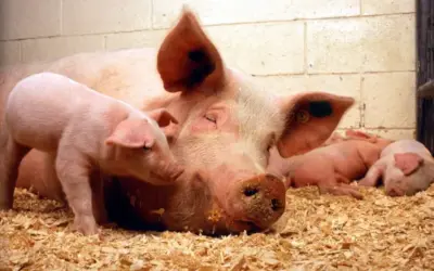 De la gripe aviar a la peste porcina africana