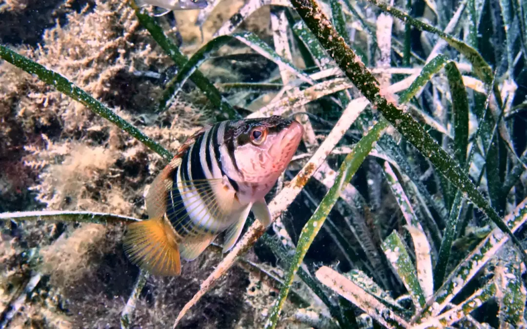 Observing and protecting life beneath the sea