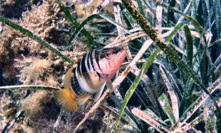 Observing and protecting life beneath the sea